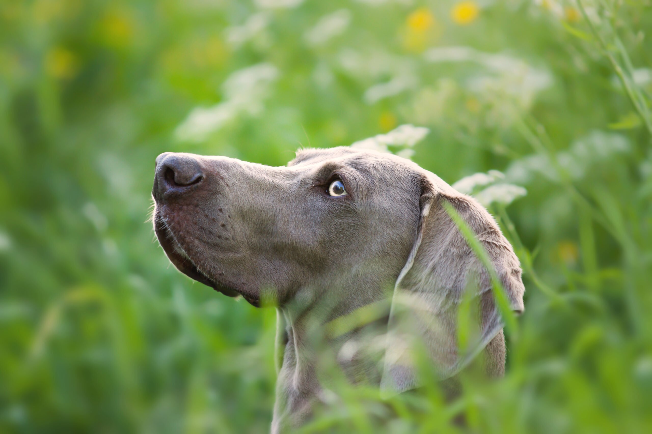 Zecken, Flöhe & Co. ade: Natürliche Abhilfe für Hund und Katze